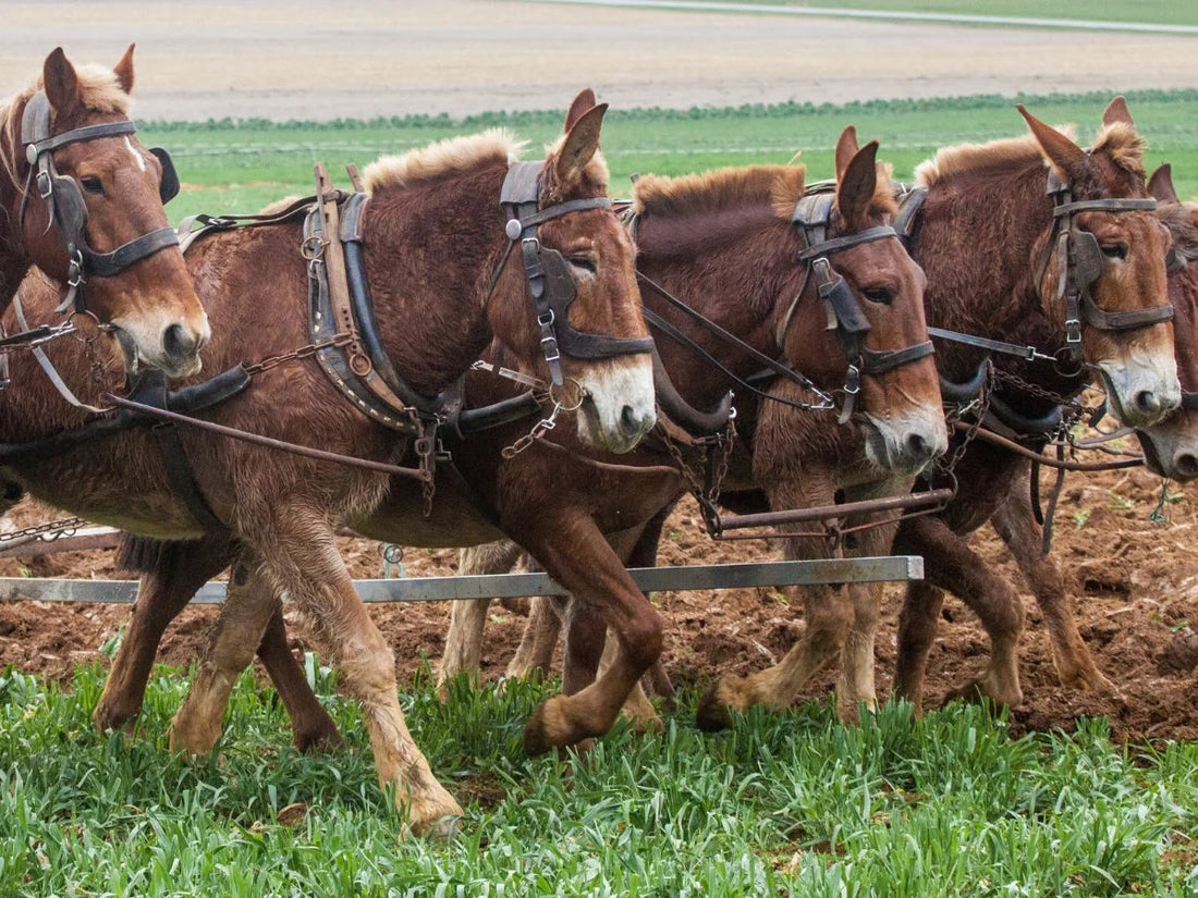 Plowshares and Mule Power: A Southern Agricultural Revolution